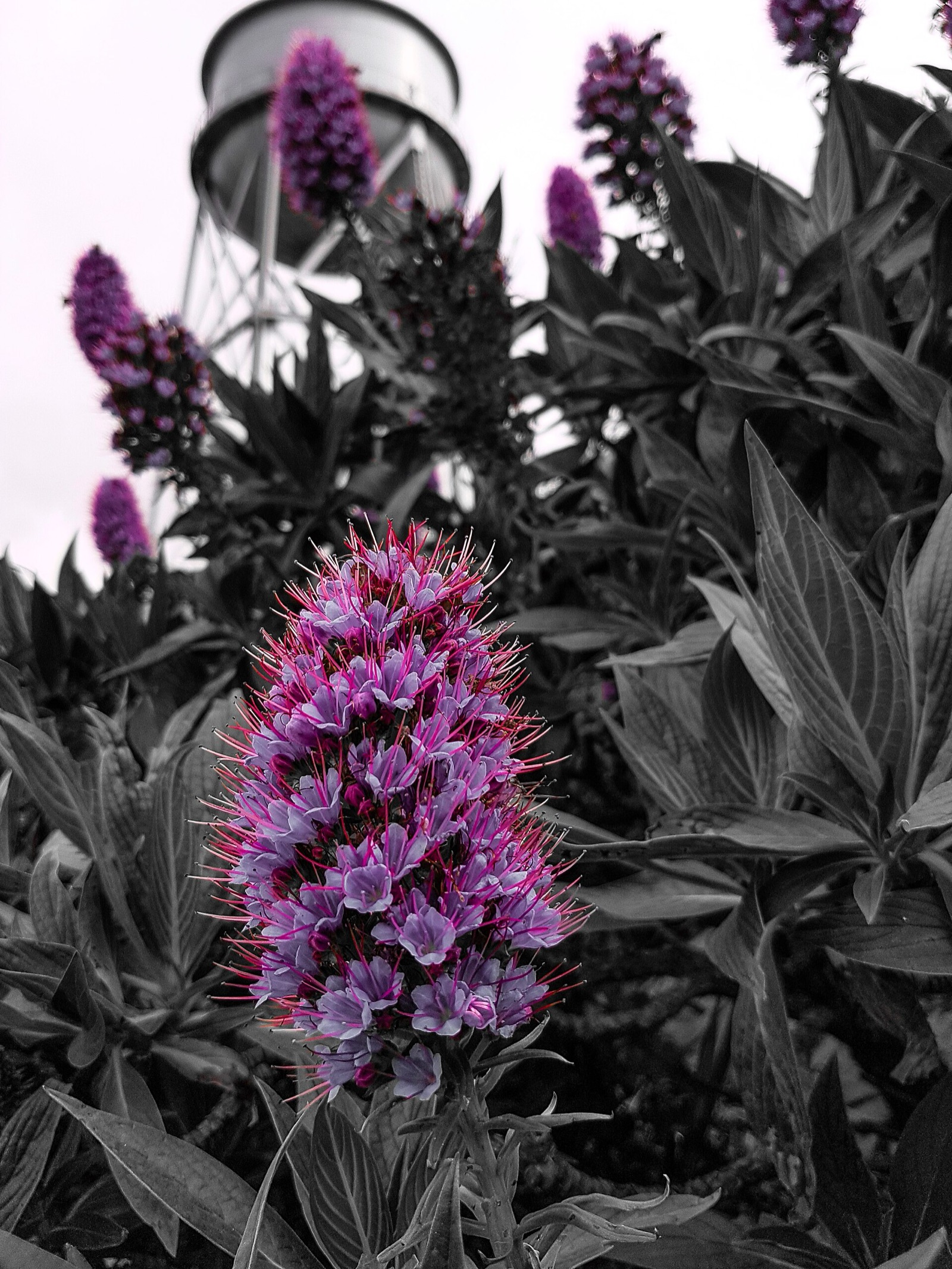 Flowering garden plants growing along a steep path on Alcatraz Island
